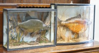 Two cased taxidermy fish, case larger width 68cm, height 51cm