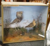 A Victorian cased taxidermic group of two birds, Ruff and Reeve, bears Pratt & Son, Brighton