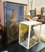 A Victorian cased taxidermic water bird and another, larger width 46cm, height 73cm