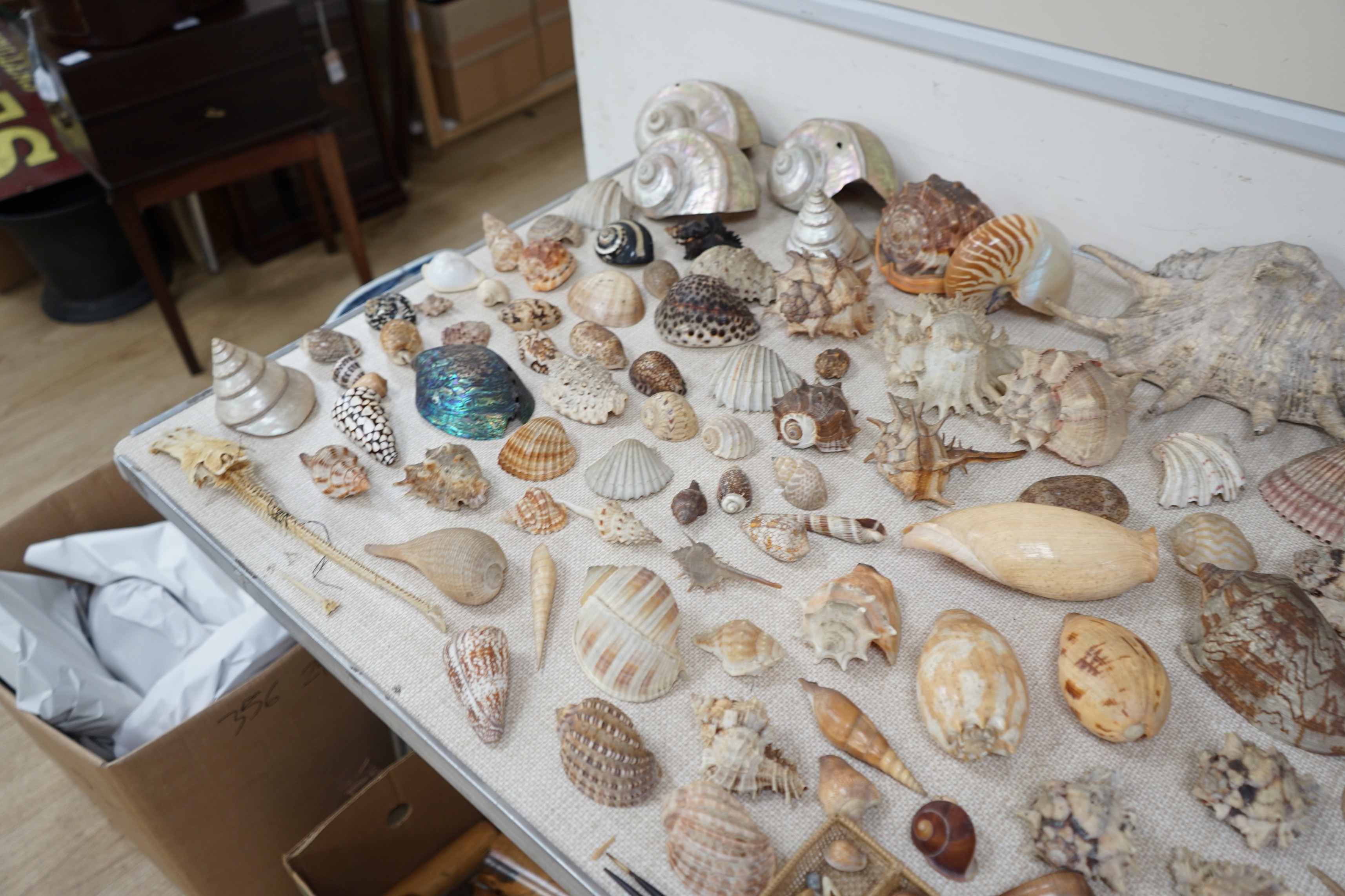 An interesting collection of 19th century and later sea shells of various species, some specimens - Image 5 of 5
