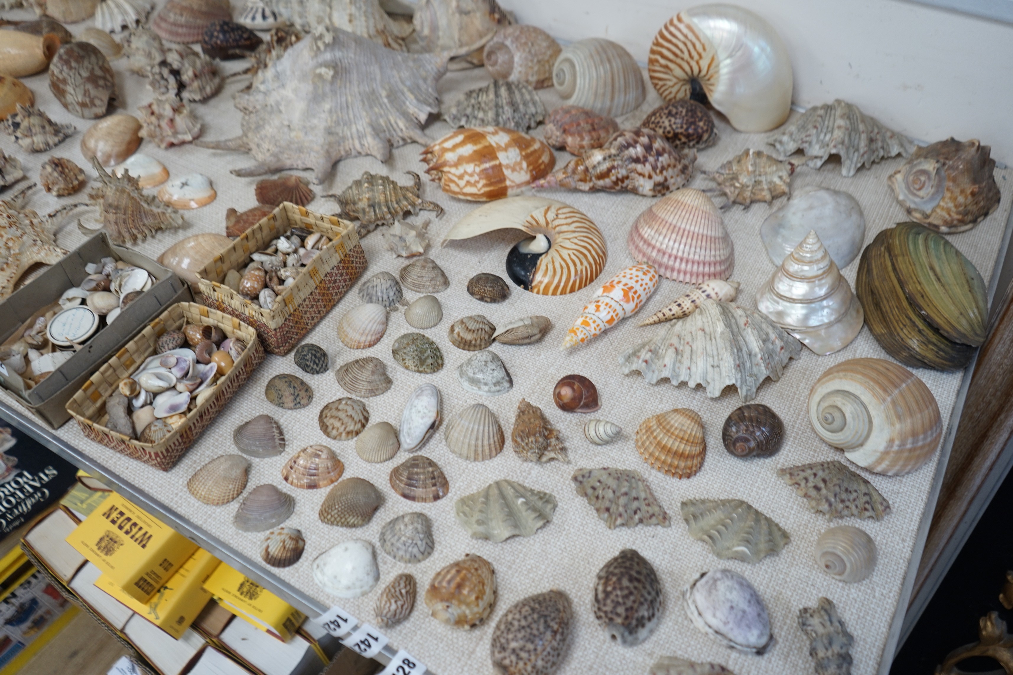 An interesting collection of 19th century and later sea shells of various species, some specimens - Image 2 of 5