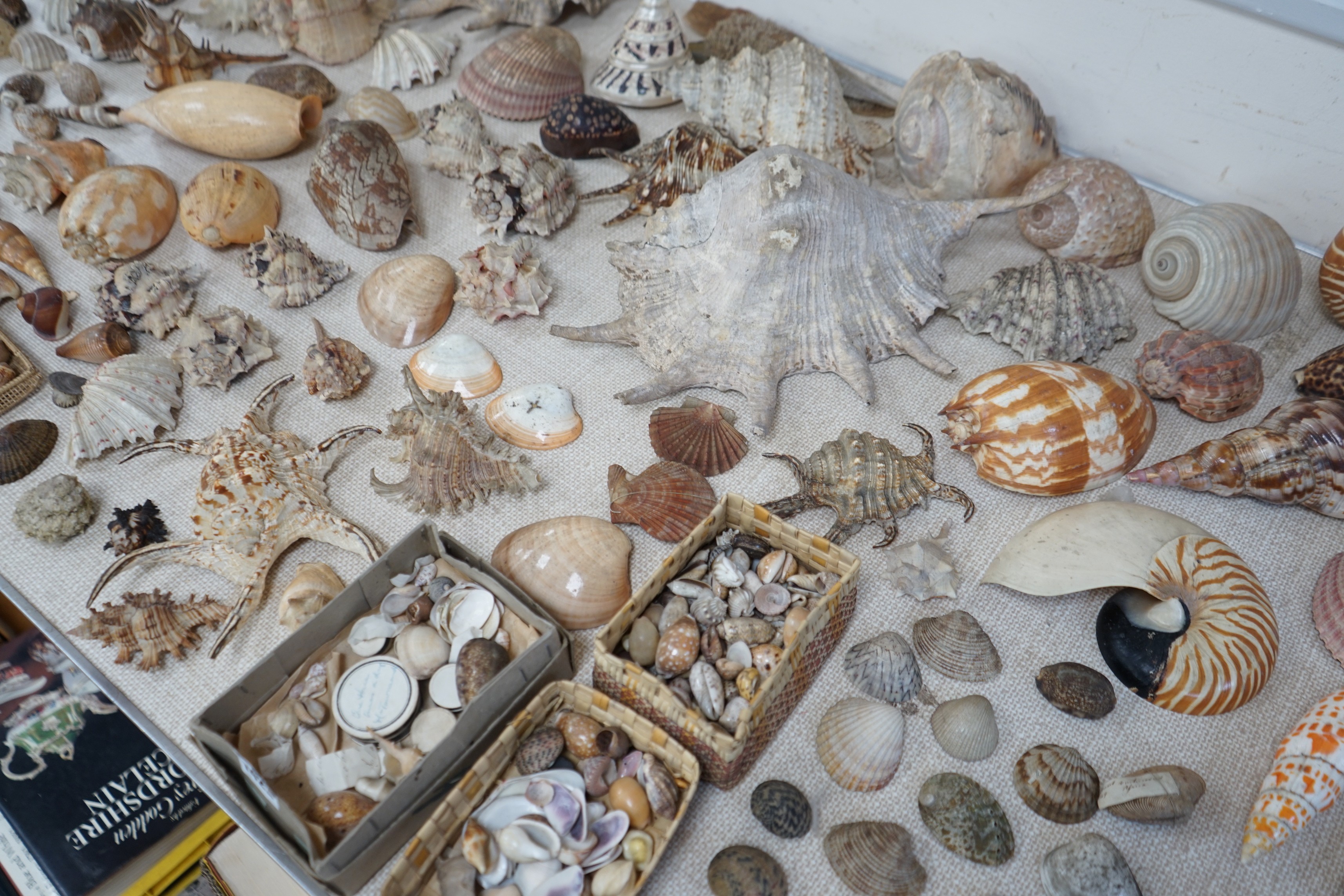 An interesting collection of 19th century and later sea shells of various species, some specimens - Image 3 of 5