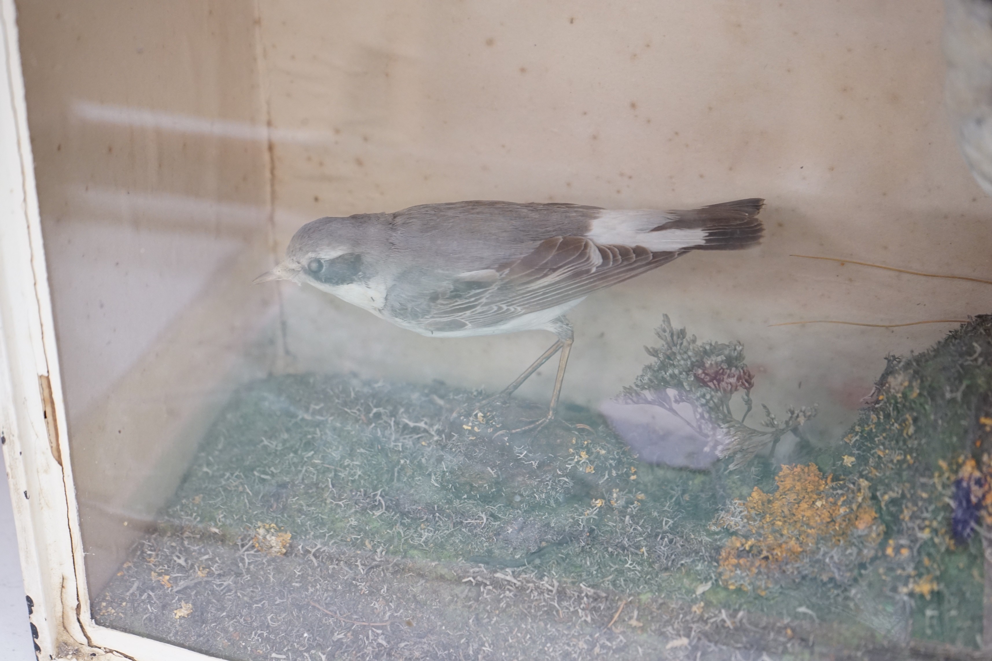 A taxidermic case of three Wheatear birds, case 51cms wide x 40cms high - Image 2 of 4