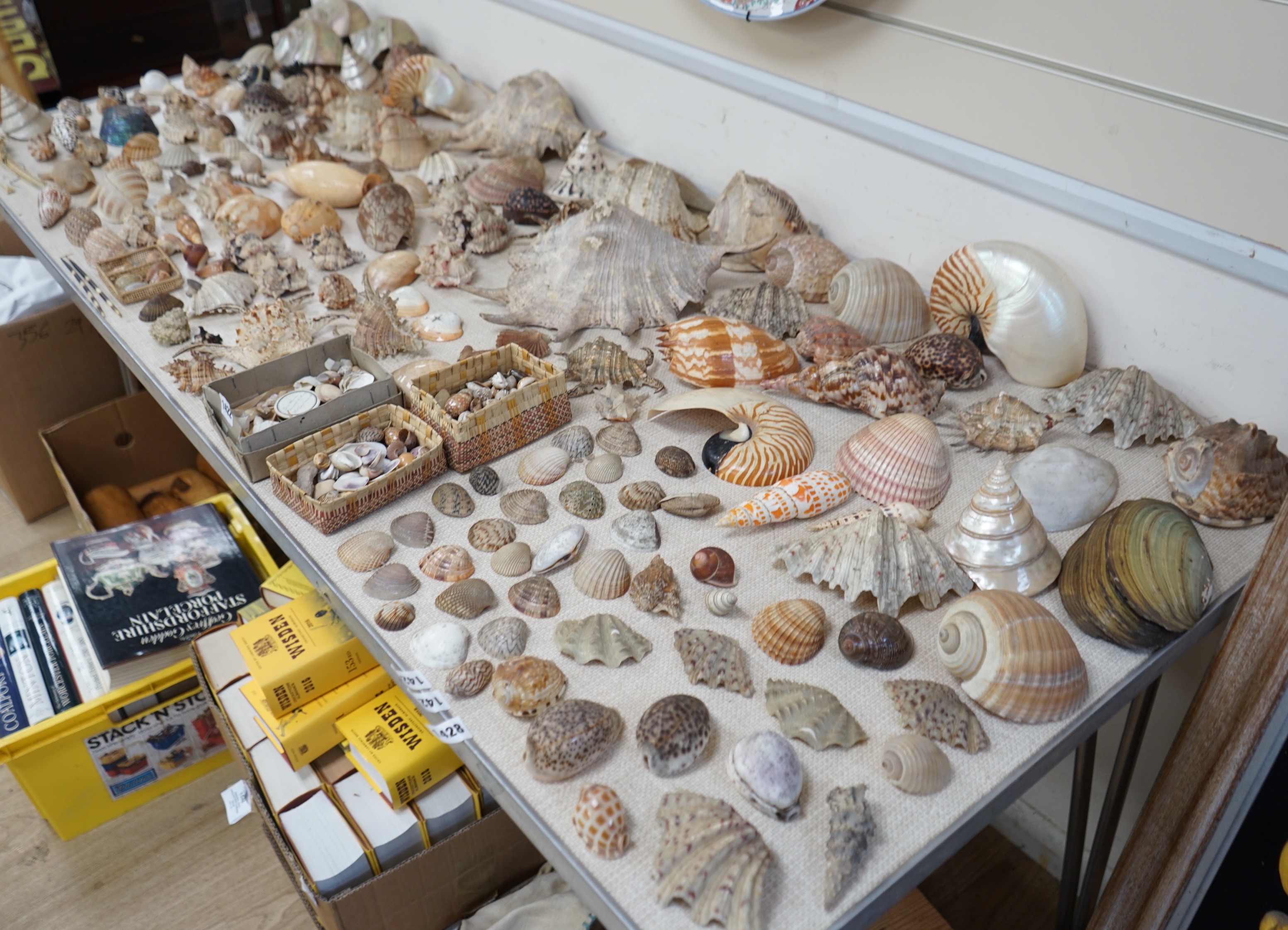 An interesting collection of 19th century and later sea shells of various species, some specimens