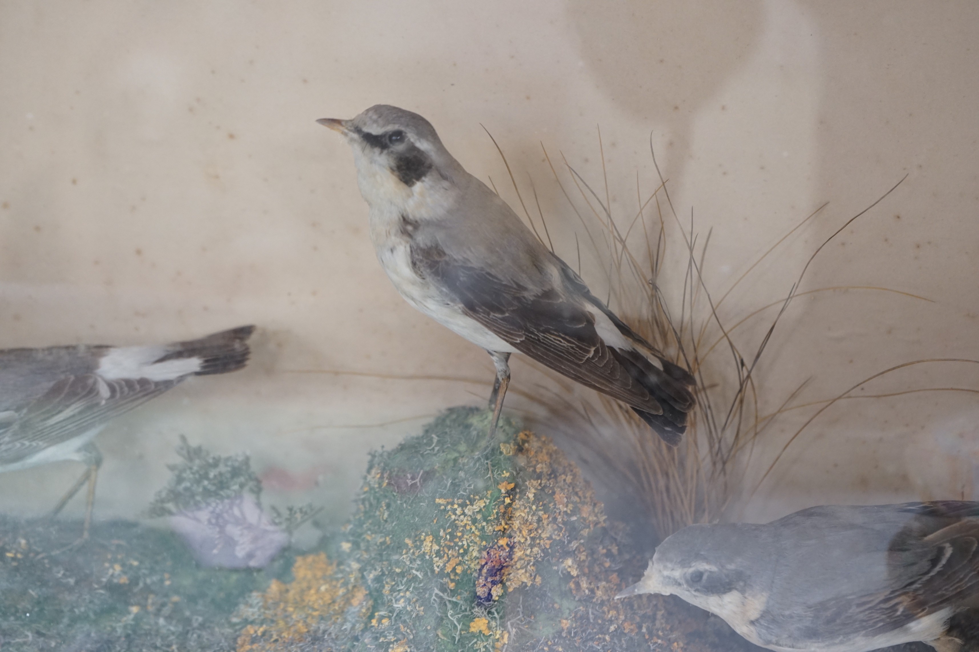 A taxidermic case of three Wheatear birds, case 51cms wide x 40cms high - Image 3 of 4