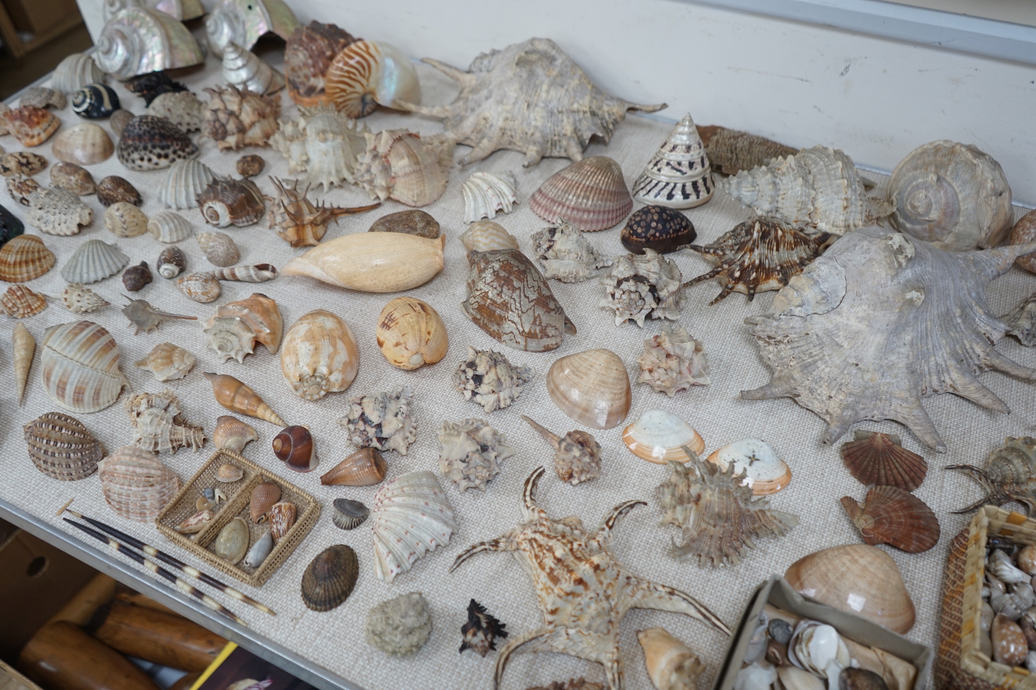An interesting collection of 19th century and later sea shells of various species, some specimens - Image 4 of 5