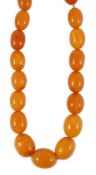 A single stand graduated oval amber bead necklace, 76cm, gross weight 85 grams.**CONDITION REPORT**A