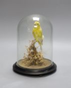 A taxidermy yellow Canary on stand, under a clear glass dome,22cms high,