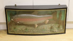 A cased taxidermic Rainbow Trout, by taxidermist Peter Stone,12lb 6ozs, caught by Eamon Bradley,