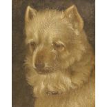 19th century English School, oil on wooden panel, Study of a white terrier, 21 x 17cm