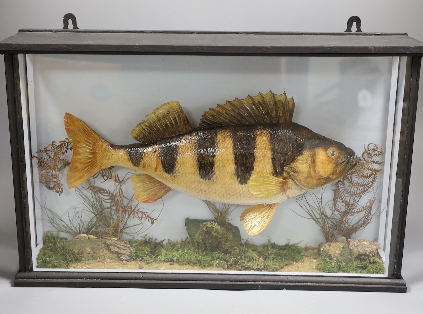 Taxidermy, a cased Perch, label to back, caught by DJ Burr,River Ure, Sept 1985, case 52 cms wide,
