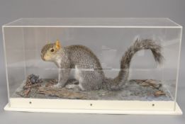 A taxidermy grey squirrel in Perspex case and museum crate