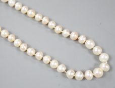 An early 20th century single strand cultured? pearl necklace, with diamond cluster set white metal