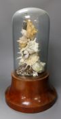 A shell display, on mahogany stand, under a glass dome 50cm total height