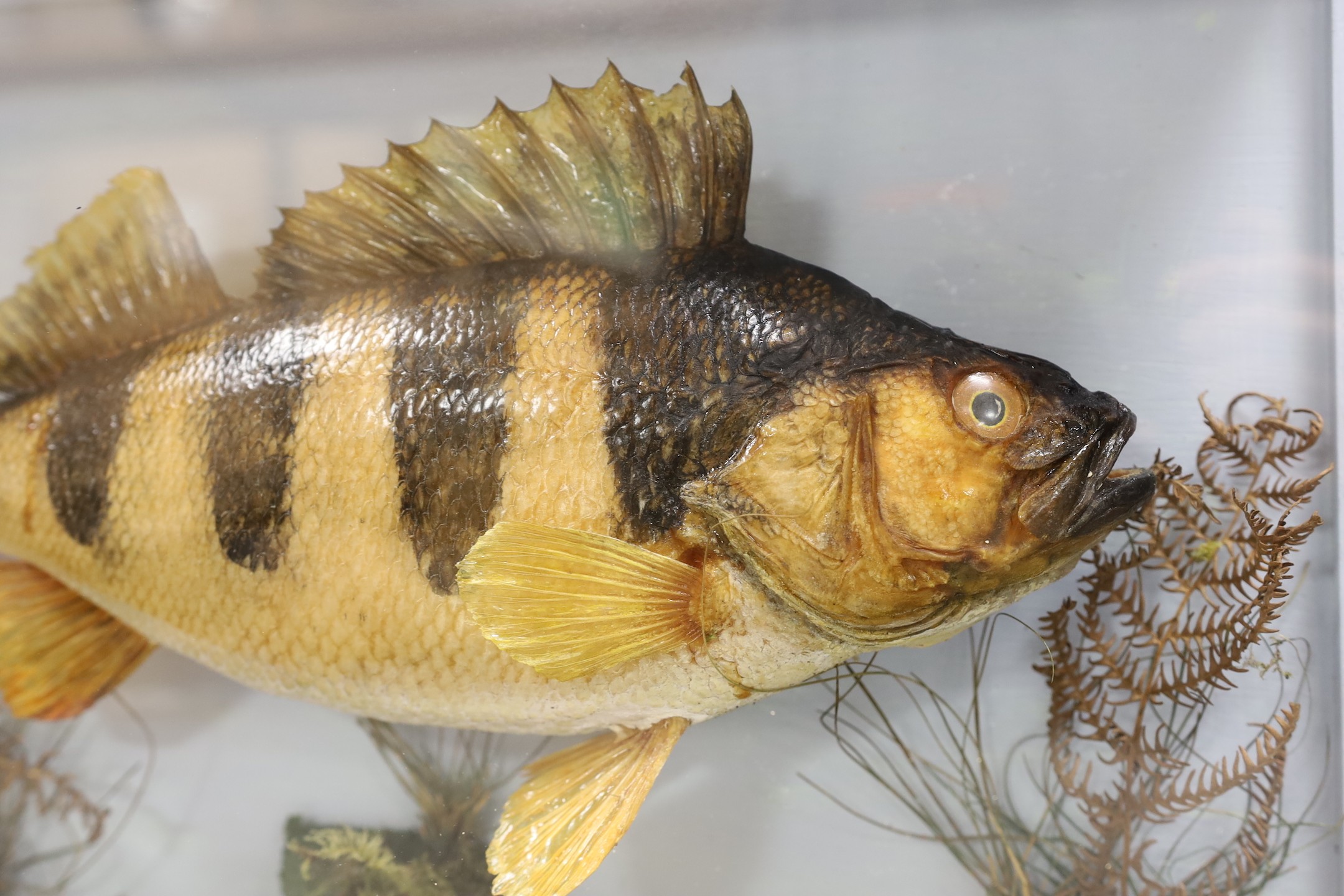 Taxidermy, a cased Perch, label to back, caught by DJ Burr,River Ure, Sept 1985, case 52 cms wide, - Image 2 of 3
