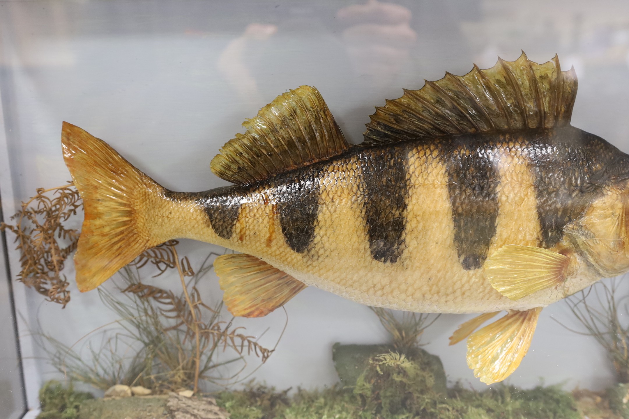 Taxidermy, a cased Perch, label to back, caught by DJ Burr,River Ure, Sept 1985, case 52 cms wide, - Image 3 of 3