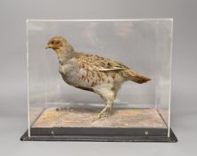 A taxidermy partridge in Perspex case and museum crate