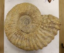 A large ammonite fossil specimen, approx 56 cms x 48 cms,