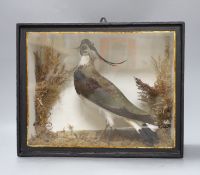 A cased taxidermy Lapwing, case 34.5cms wide x 28cms high,
