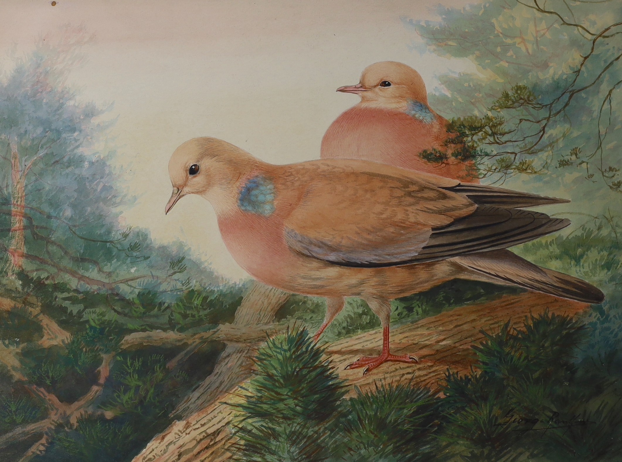 George Rankin, two watercolours, Studies of pigeons, signed, 27 x 37cm, unframed - Image 3 of 3