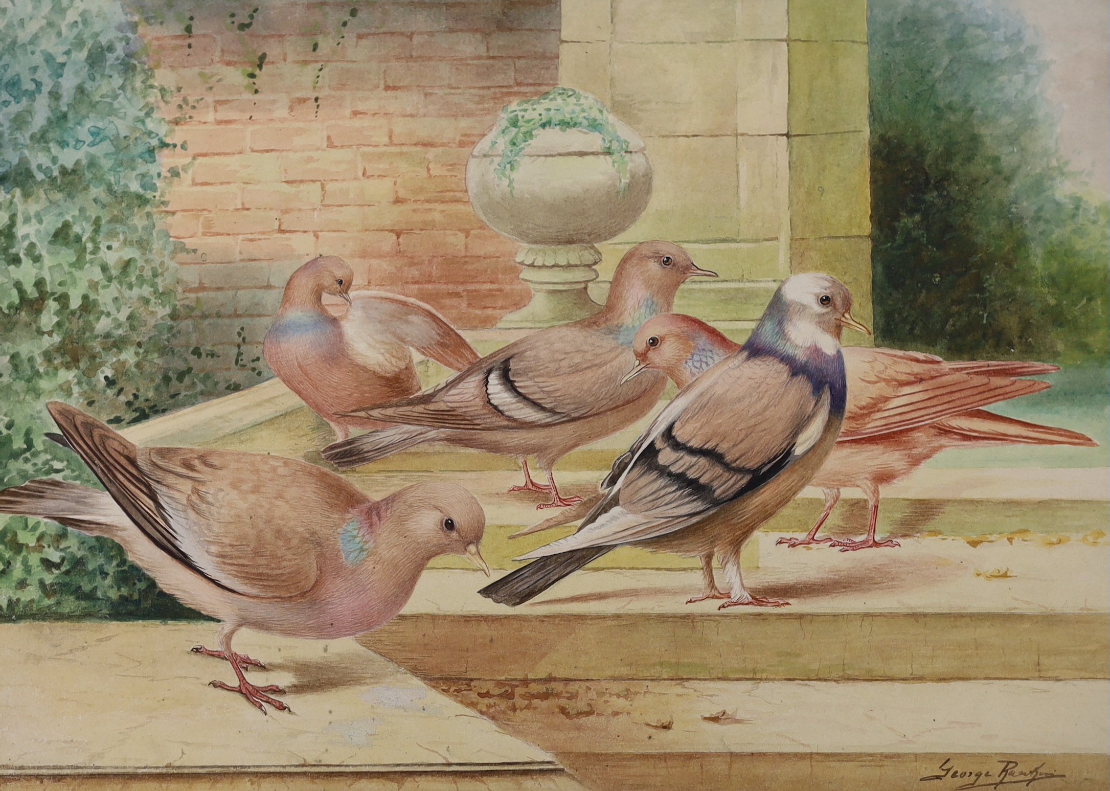 George Rankin, two watercolours, Studies of pigeons, signed, 27 x 37cm, unframed - Image 2 of 3