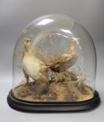 A taxidermic pair of wading birds amongst foliage, under dome case