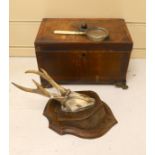 A George IV mahogany tea caddy (a.f.), together with a mounted antler plaque, and a bone handled