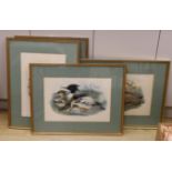 After John Gould, J. Wolf & H.C.Richter, six assorted colour lithographs from The Birds of Great