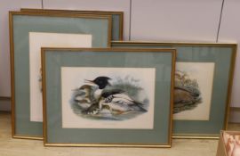 After John Gould, J. Wolf & H.C.Richter, six assorted colour lithographs from The Birds of Great