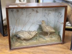 Two cased taxidermy quails, 40cms x 29cms