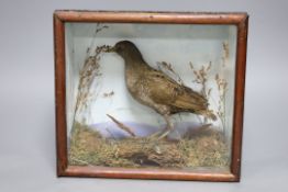 A cased taxidermy Spotted Crake, case 26cms x 23.5cms