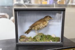 A cased taxidermy Song Thrush, 29cms x 22cms