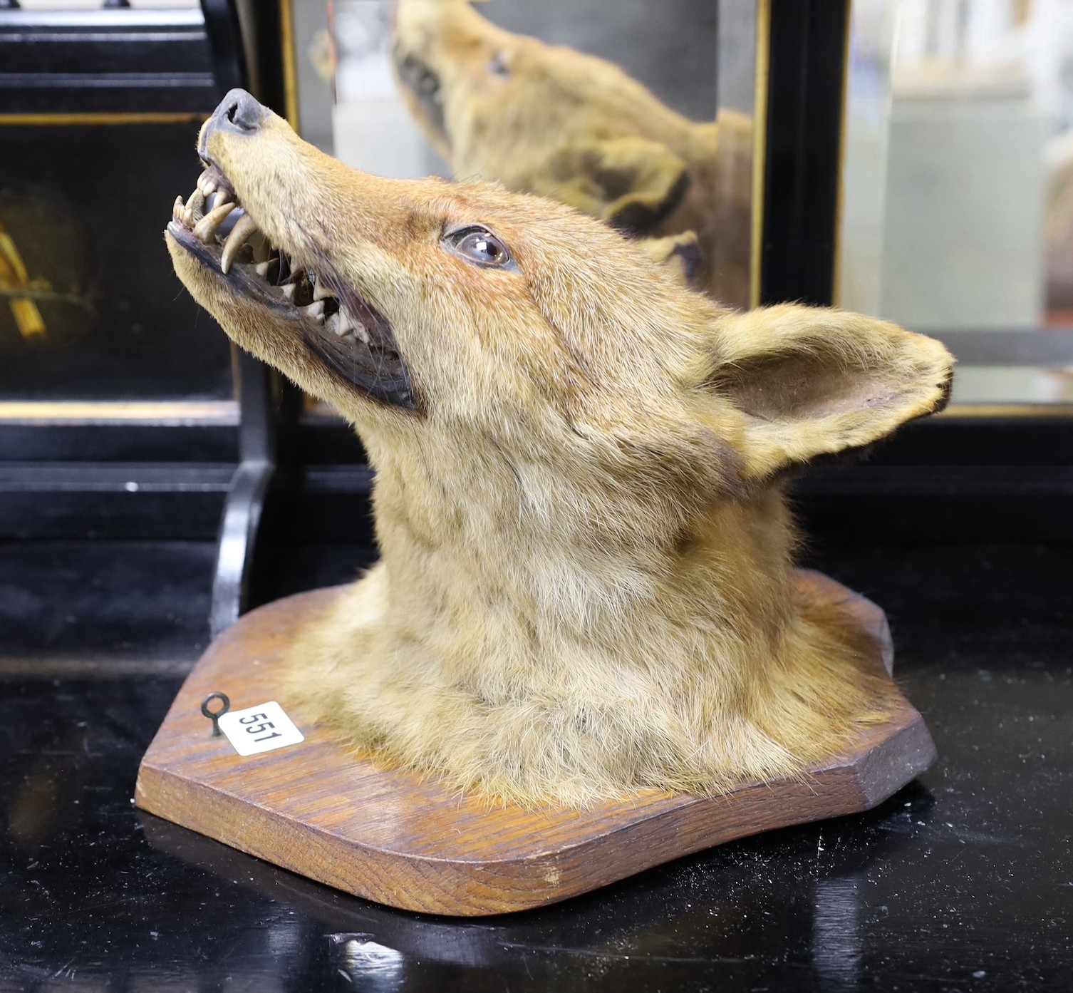 A Fox head on an oak shield, shield 28cms high - Image 2 of 2
