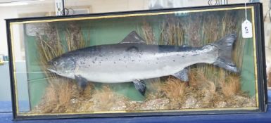 A cased taxidermy salmon, ‘caught by R.S Thorndyke at Walton on Thames August 1st 1911, weight 3lb’