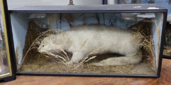 A cased taxidermy Otter, 78cms x 35cms