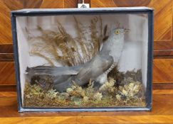 A cased taxidermy of a Cuckoo, 34cms x 26cms