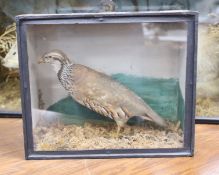 A cased taxidermy partridge, 32cms x 27cms