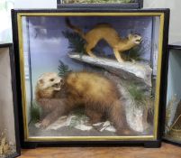 A cased taxidermy Stoat and Pine Martin, 50cms x 48cms