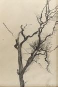 Gluck (Hannah Gluckstein) (1895-1978), pencil on paper, Study of a branch, signed, Fine Art