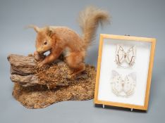A taxidermic red squirrel and two cased exotic butterflies