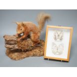 A taxidermic red squirrel and two cased exotic butterflies