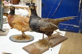 Two taxidermic pheasants on stands, largest 76cms from head to tail,