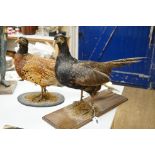 Two taxidermic pheasants on stands, largest 76cms from head to tail,