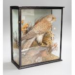 A cased taxidermic kestrel, case 31cms wide x 35cms high.