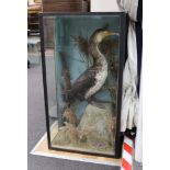 A cased taxidermic Great Cormorant, case 86cms high