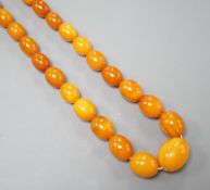 A single strand graduated oval amber bead necklace, 72cm gross weight 42 grams.