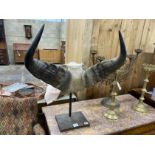 A pair of mounted buffalo horns on cast iron stand, height 75cm