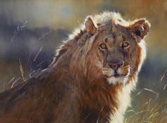 Dino Paravano (SA, born 1935), oil on canvas, 'Young Lion', signed and dated 1996, Tryon & Swann