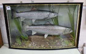 A cased pair of taxidermic sea trout caught in the rivers Ouse and Adur, 1998