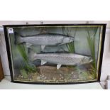 A cased pair of taxidermic sea trout caught in the rivers Ouse and Adur, 1998